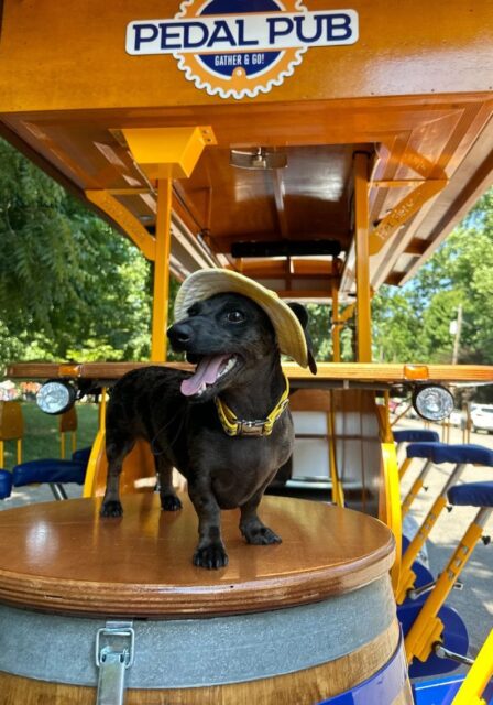 puppy on Pedal Pub bike